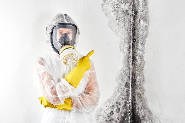 Best Comprehensive Air Testing for Mold Contaminants  in Gulfport, FL